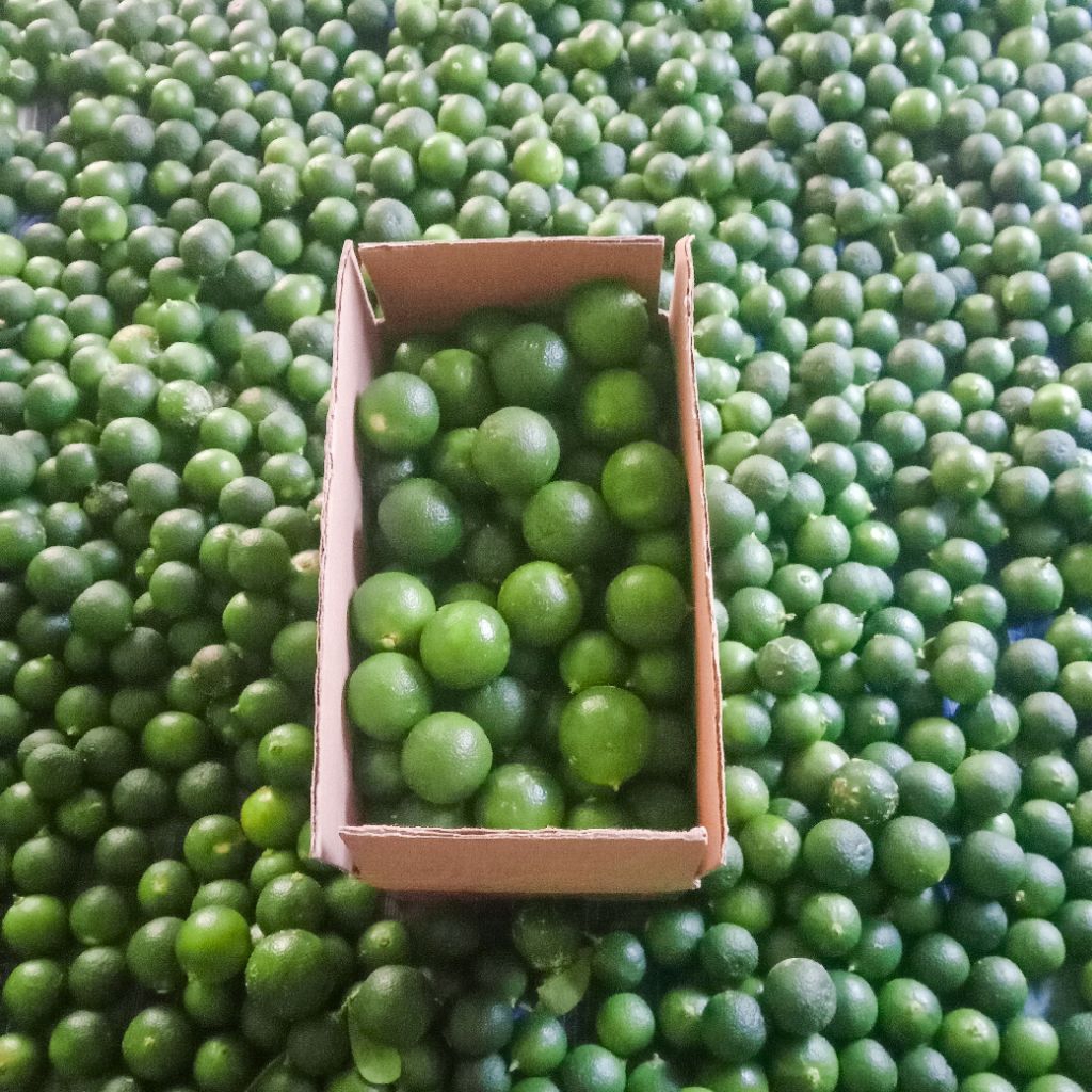 

1KG JERUK SONKIT / JERUK KASTURI / JERUK KUNCI