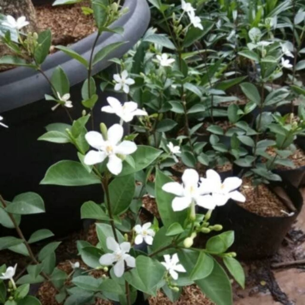 Melati Yasmin bunga wangi / Tanaman melati Yasmin / Pohon melati yasmin