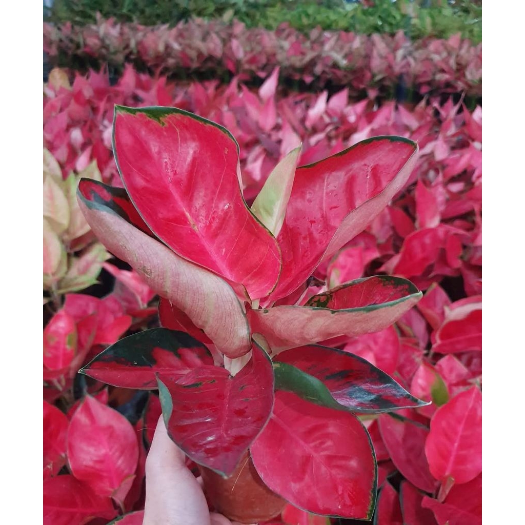 Aglonema Suksom Mawar Full Merah