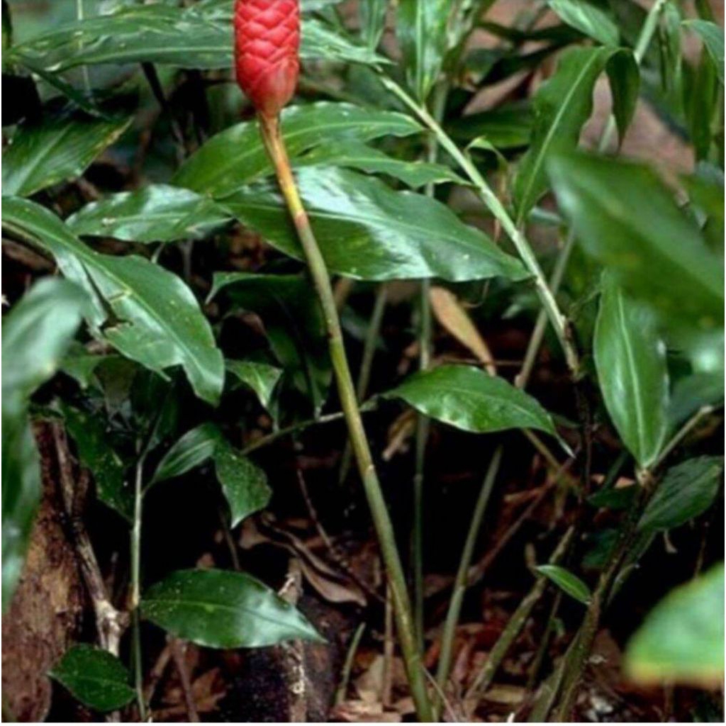 

Daun lempuyang segar per 250gr