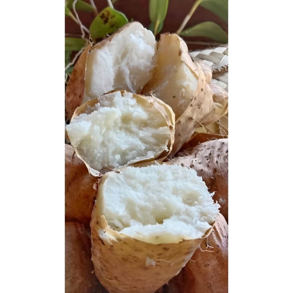 

umbi Gembili/gembili ketan 1 kg mentah berkualitas