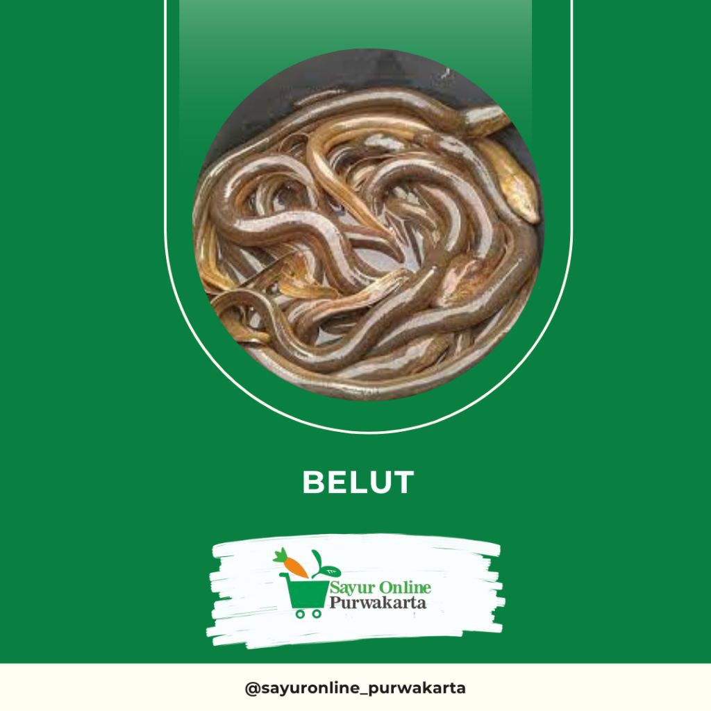 

Belut - Sayur Online Purwakarta