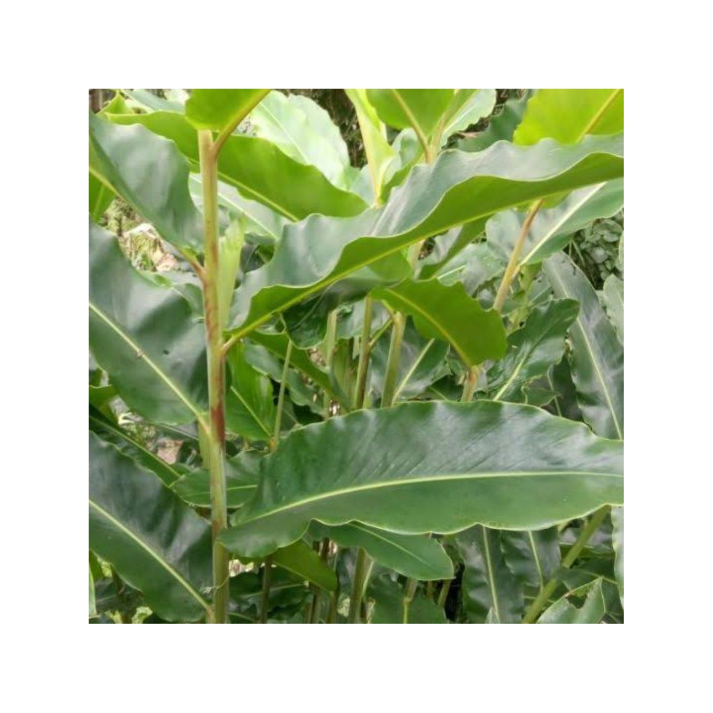 

Daun Combrang/Daun Honje Segar 20 lembar