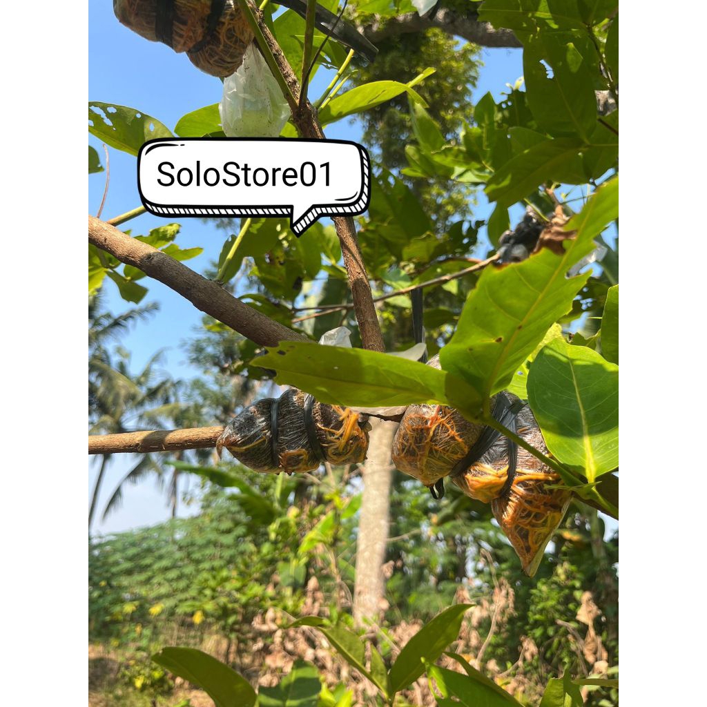 fresh potong cangkok jambu air green giant