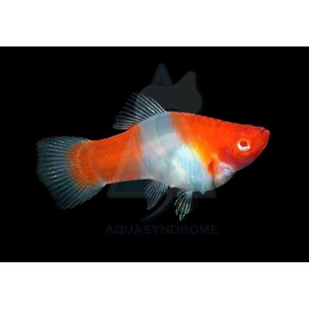 Platy santa claus