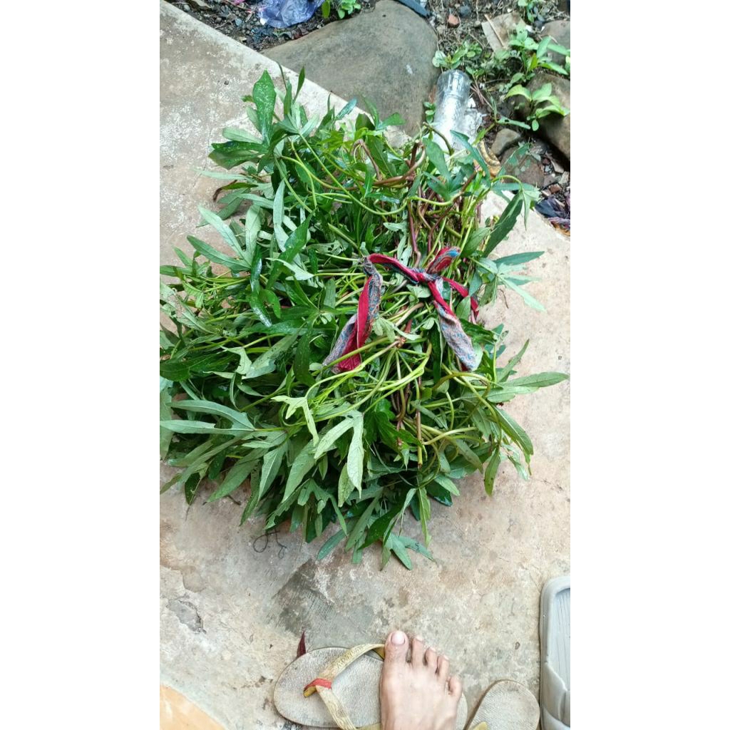 bibit ubi Cilembu madu bogor asli/manis/,dijamin asli  cilembu bogor