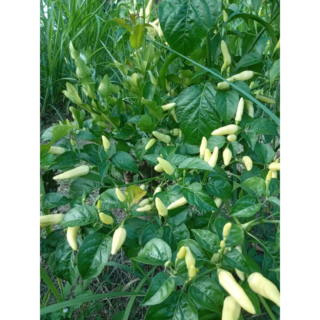 

cabe putih lalapan organik 250 gram petik pohon promo bonus daun jeruk purut