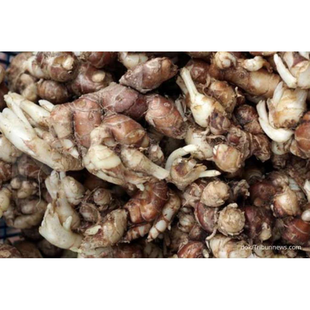 

Kencur 1kg bersih fresh langsung gali dari petani