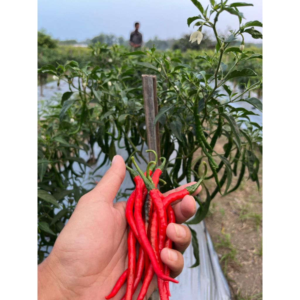 

cabe keriting jenis Tangguh Super kebun sendiri (buah padat, merah merona dan awet)