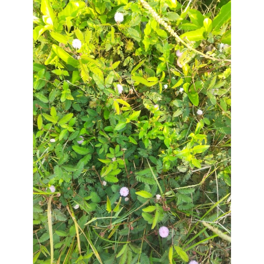 

daun putri malu 250g