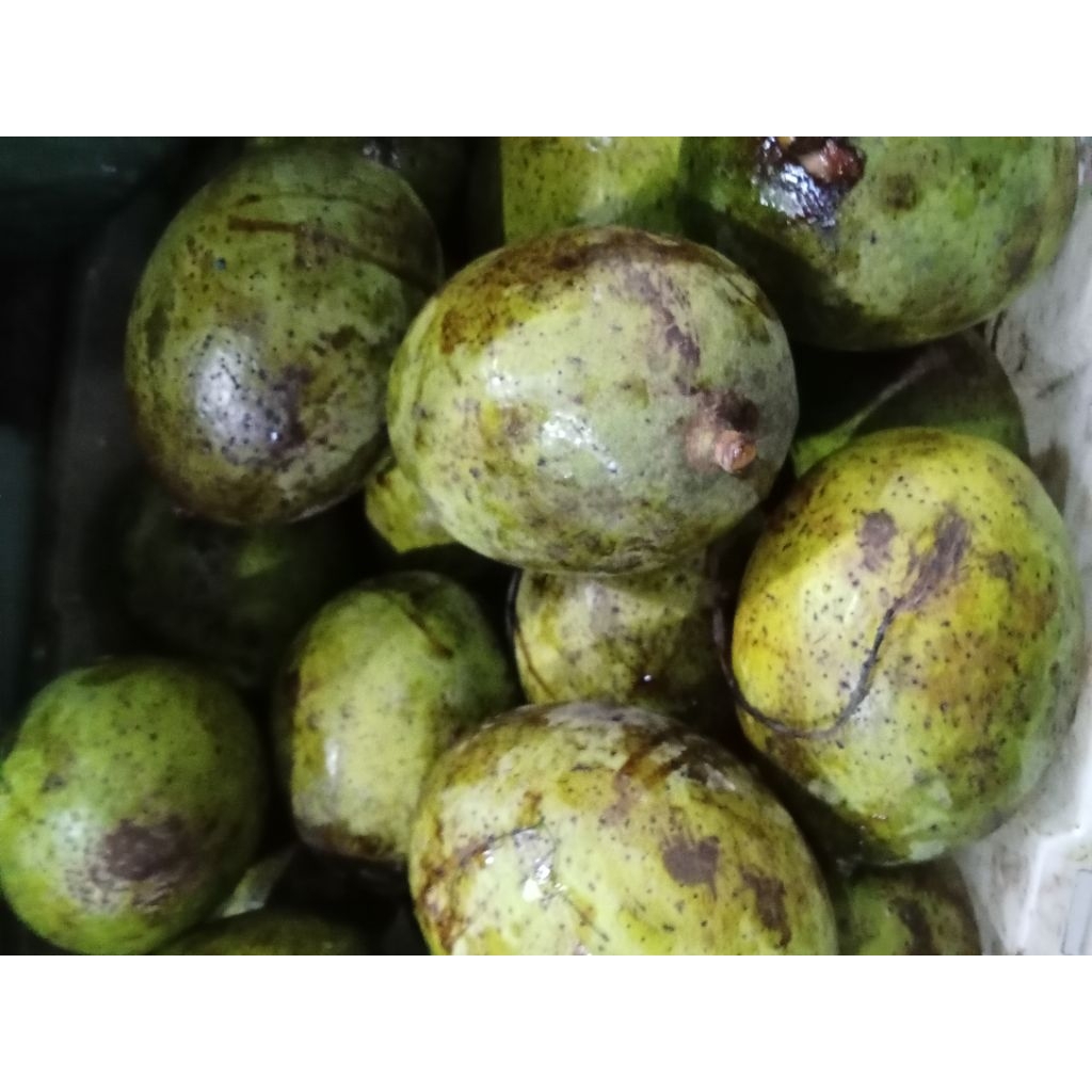 dua kg mangga pakel mangga langka kaya manfaat