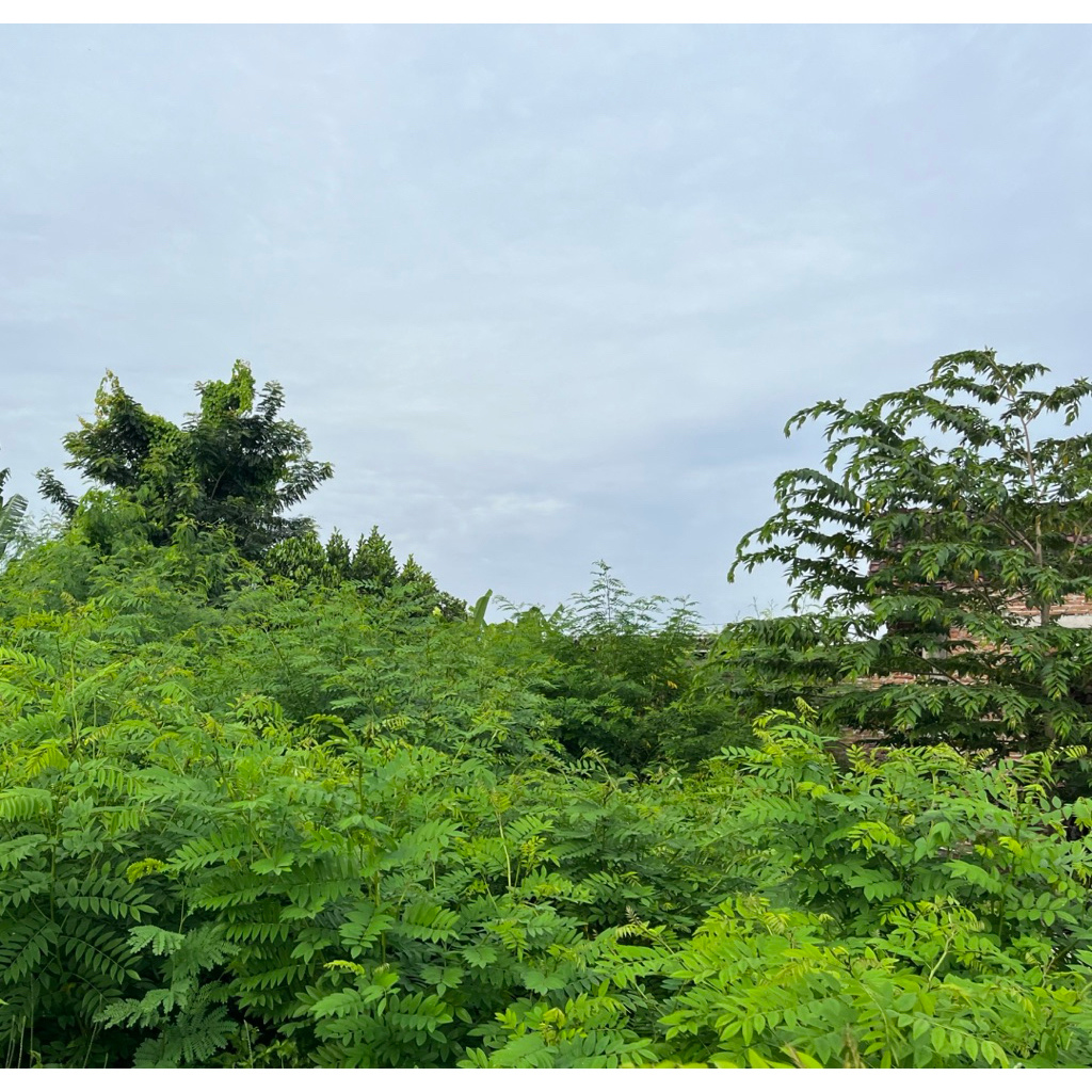 

daun indigofera segar (basah) 2kg