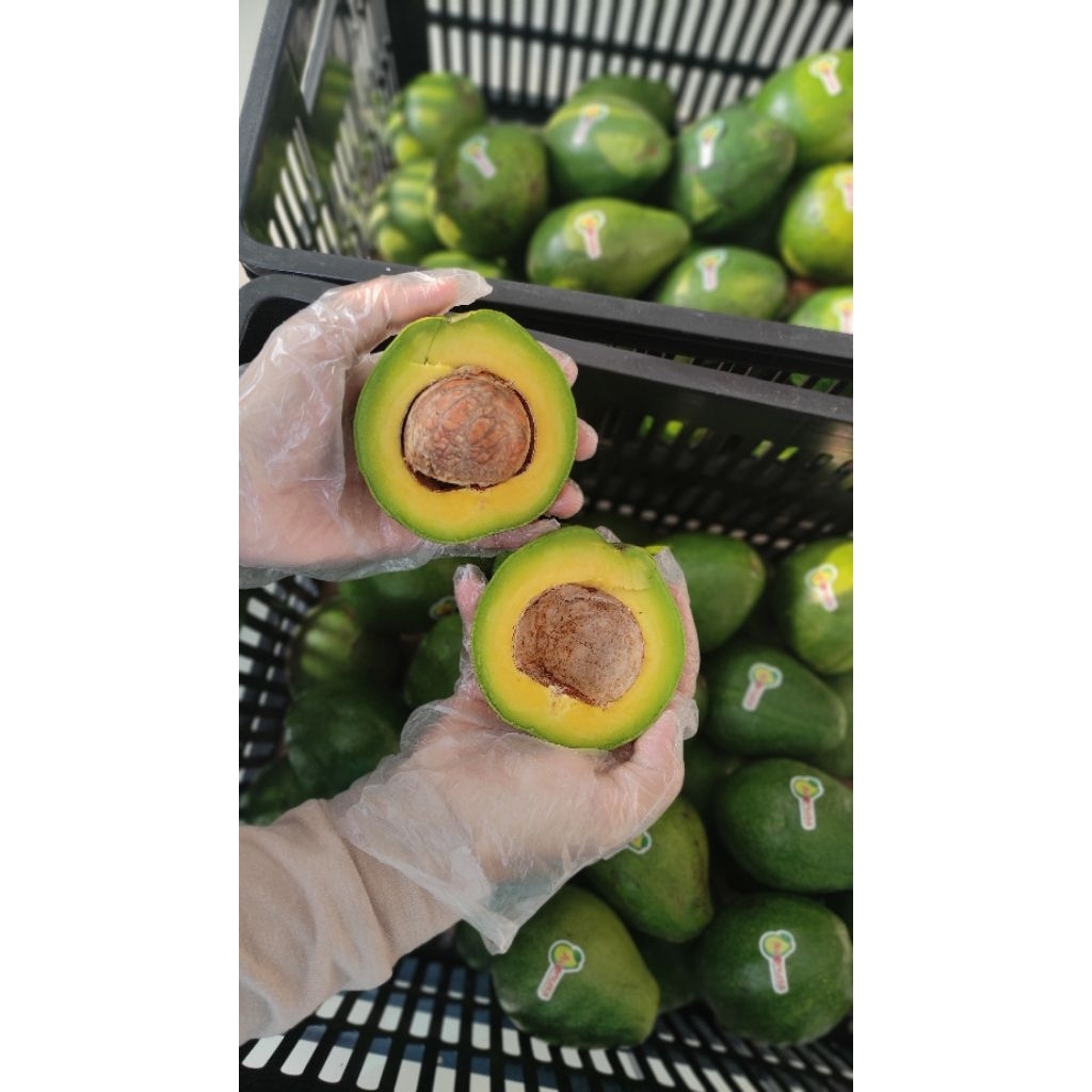 

Alpukat Mentega Premium Super - Avonusa