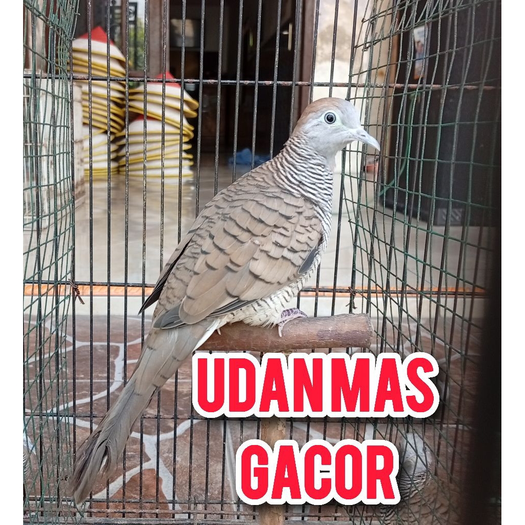 perkutut alam,UDAN MAS SUPER100%+SATRIOPEMANAH, Gacor,BESAR,