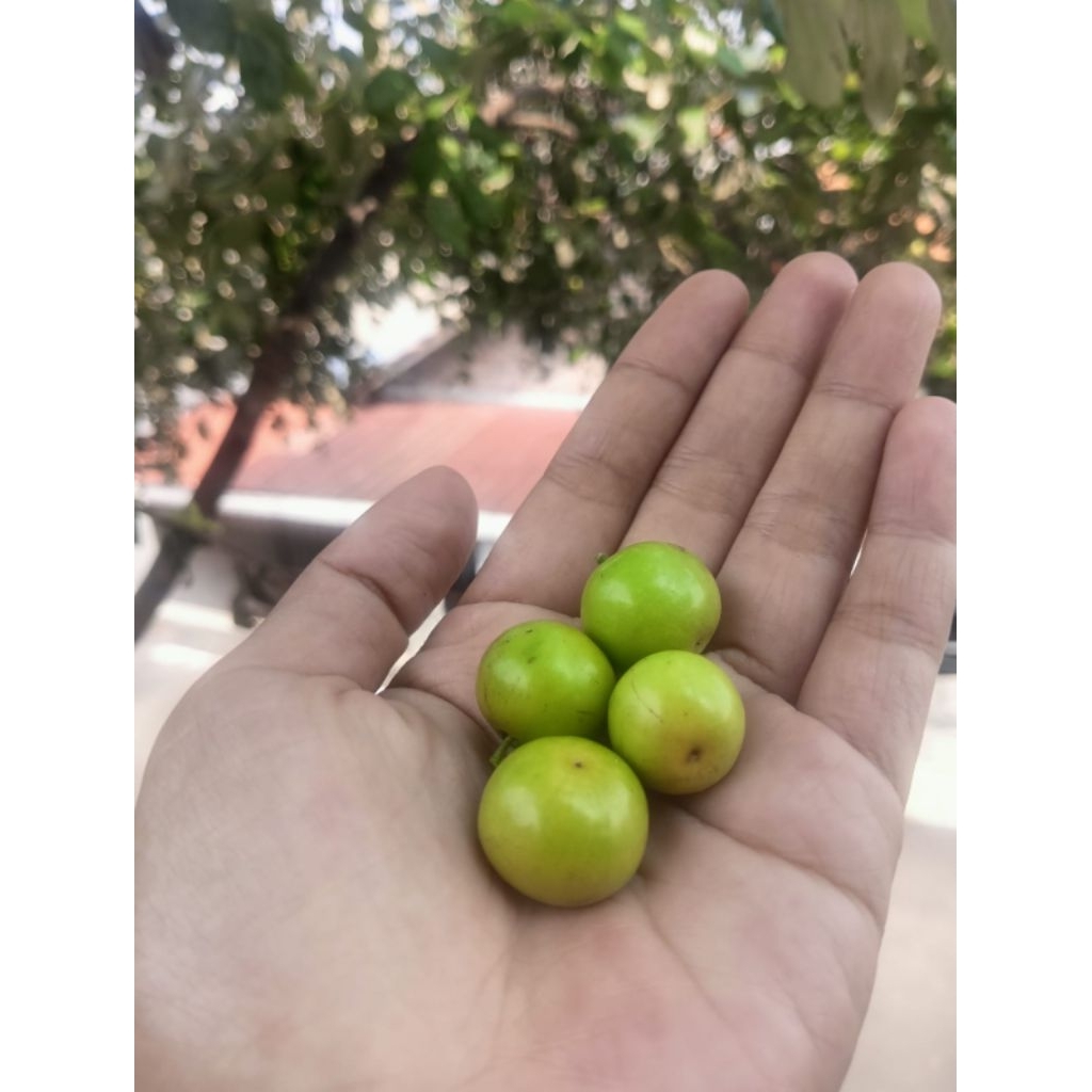 

buah Bidara arab fresh baru dipetik