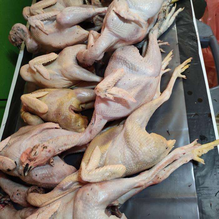 

Ayam Kampung Murah per 100 gr (konfirmasi bobot yg tersedia ya)