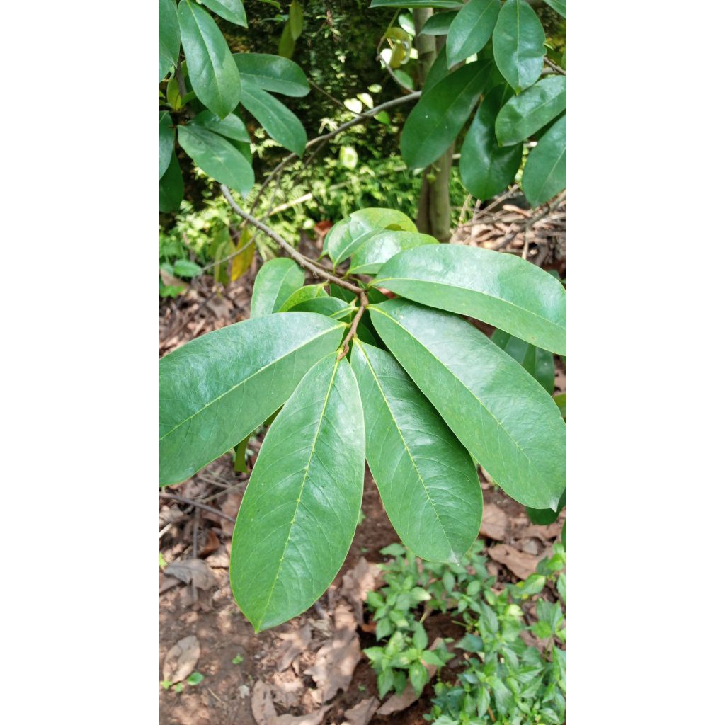 

33 lembar daun sirsak segar untuk kesehatan secara alami