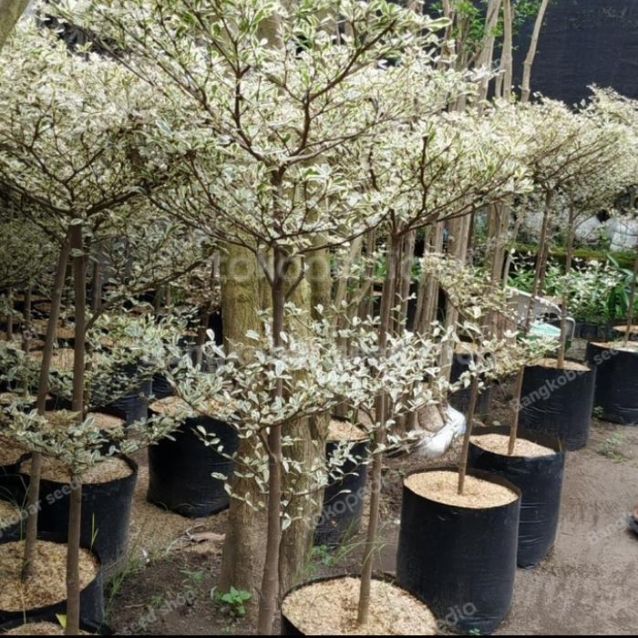 Tanaman Ketapang Variegata / Ketapang Kencana Variegata