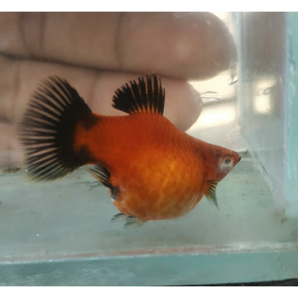 platy red wak