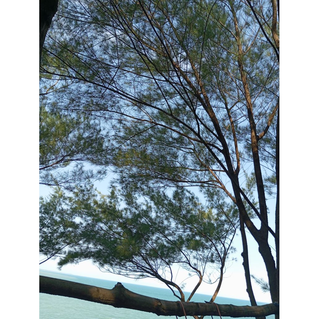 hiasan taman pohon pinus