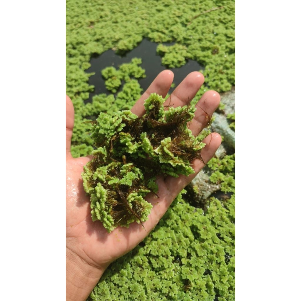 BIBIT AZOLLA