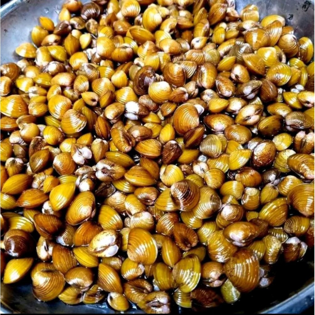 

Kerang Remis / Kerang Air Tawar / Kerang Kuning segar