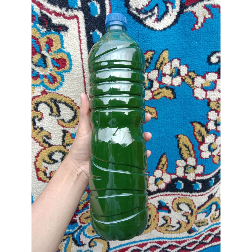 

pewarna alami ( daun Suji)