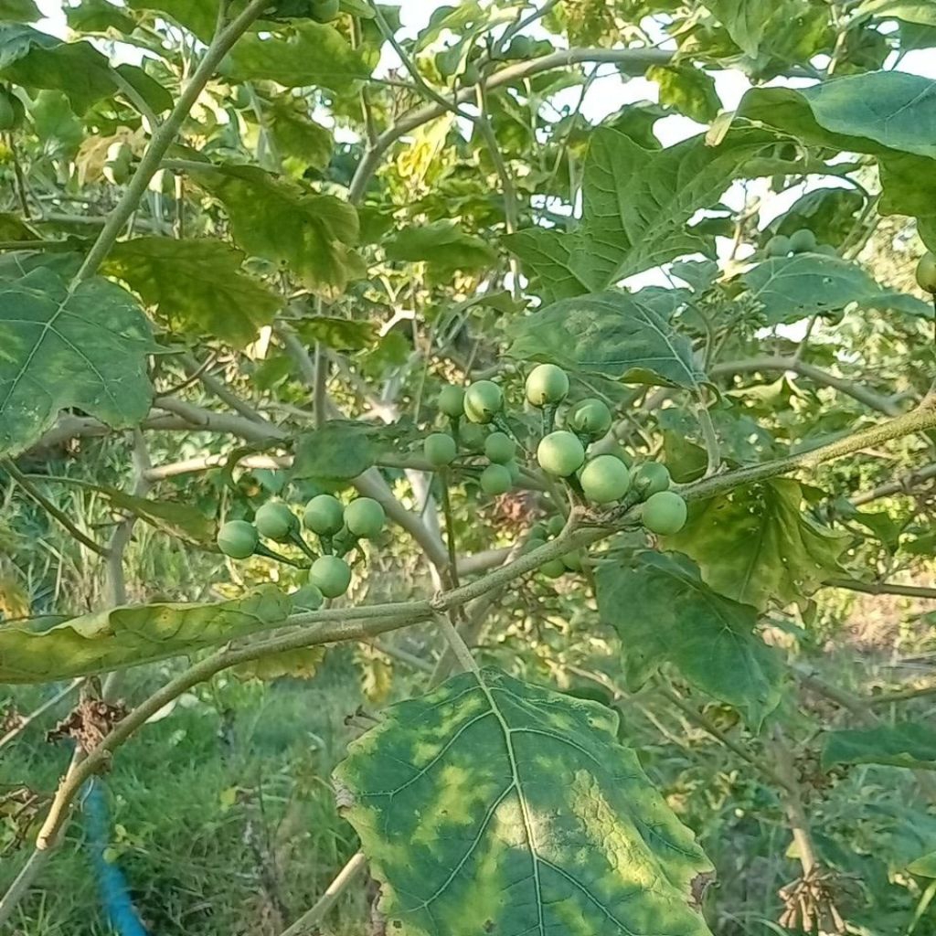 

terong pokak fresh segar petik pohon promo 250 gram bonus daun jeruk purut