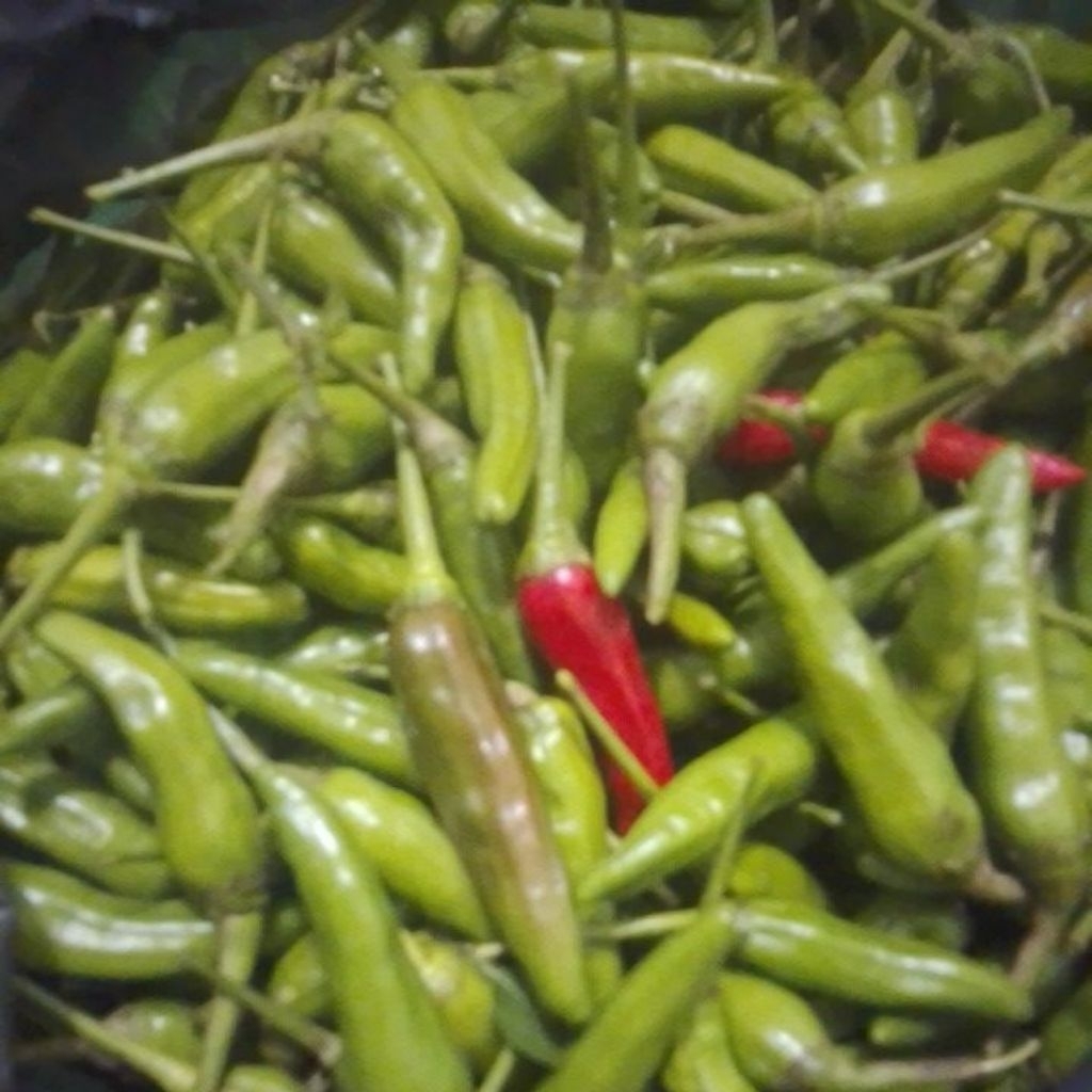 

cabai tua langsung dari petani