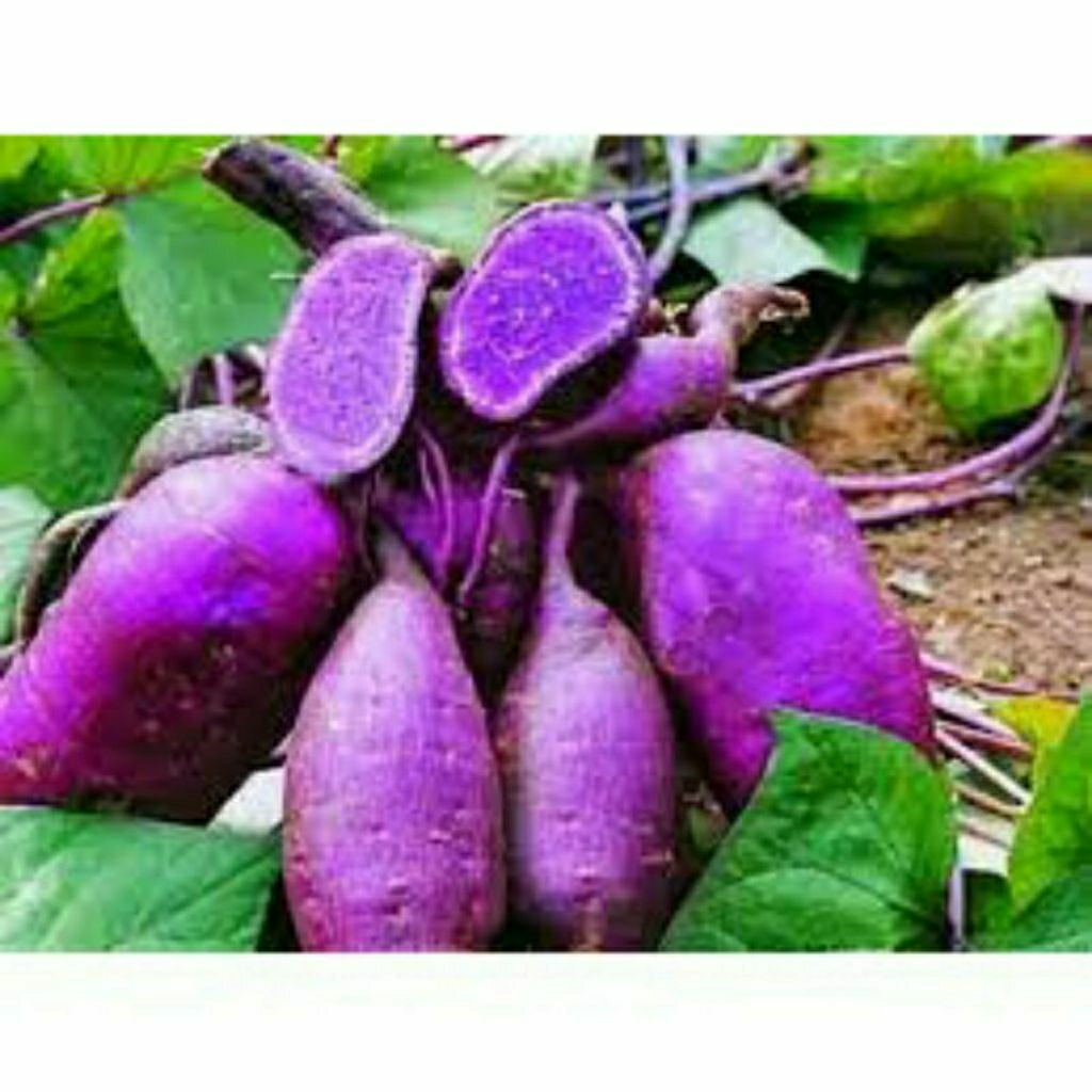 

Promo !!! ubi ungu 1 kg fresh