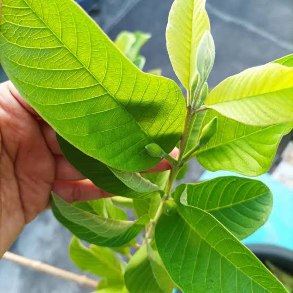 

daun jambu kristal 20lembar masih segar siap kirim