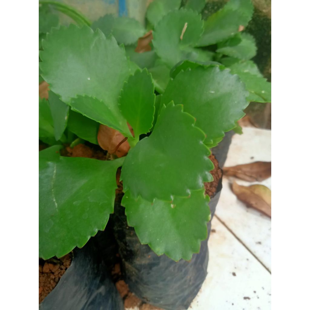 bibit cocor bebek satu paket isi 3 pohon