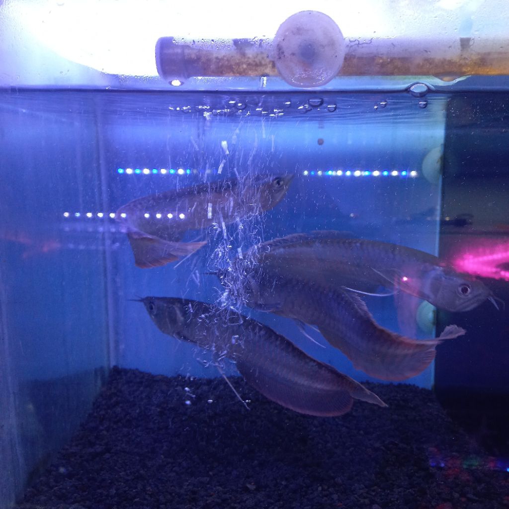 ikan arwana silver red