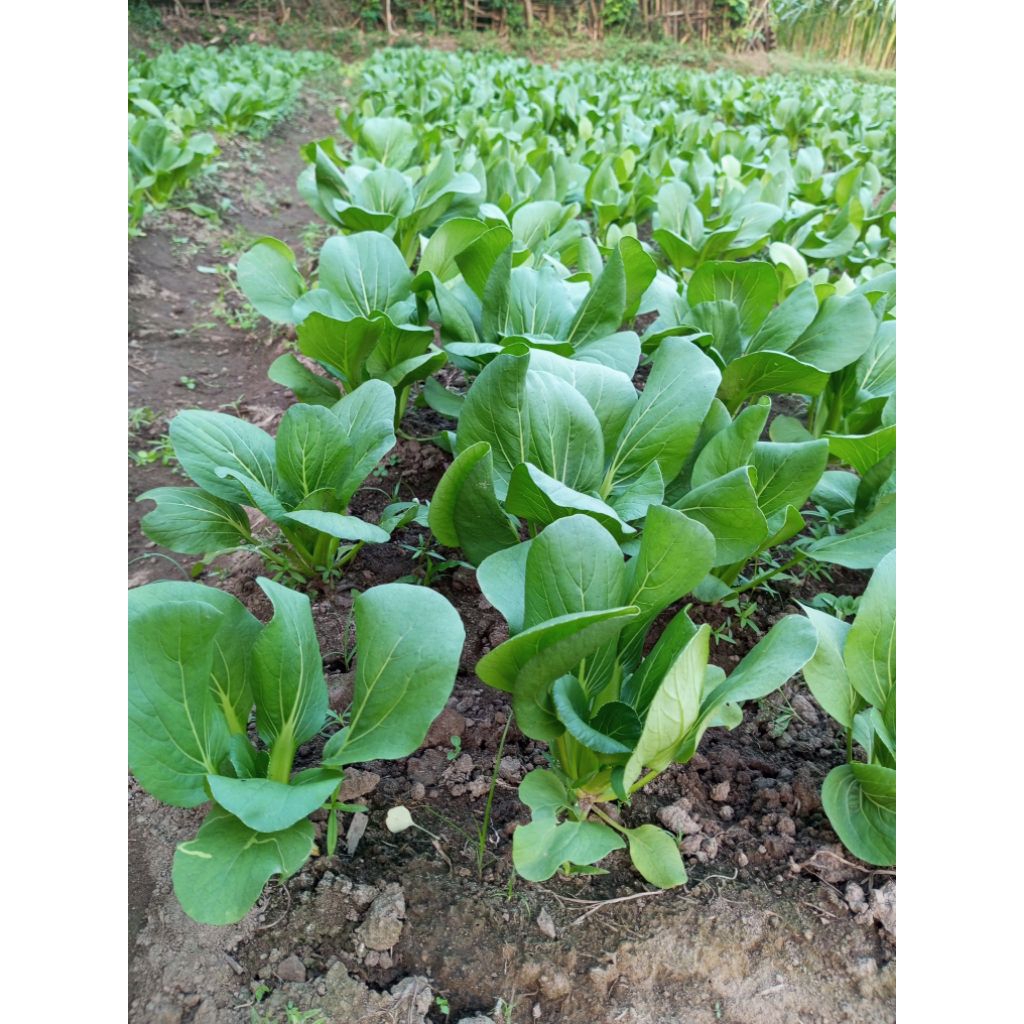 

sawi gajih (sawi pakcoy)