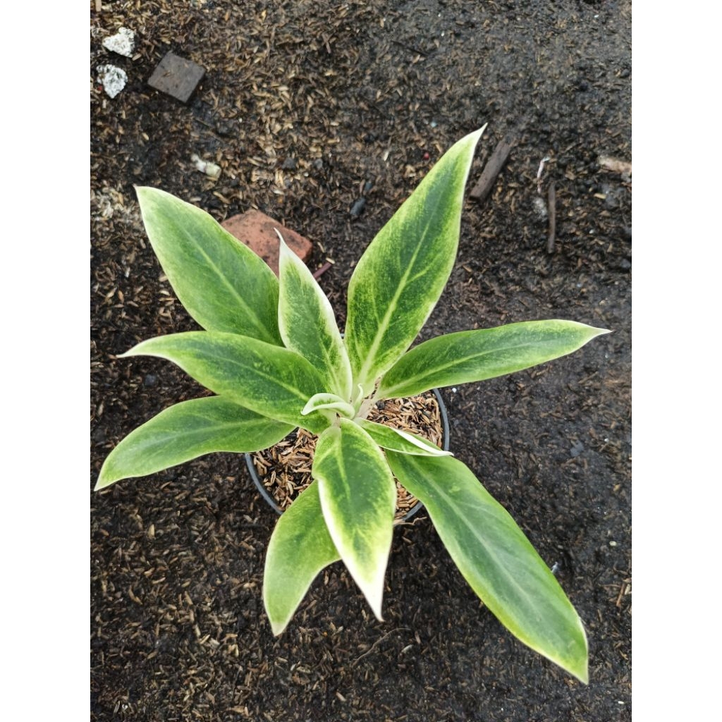 Aglonema Lipstik Andromeda