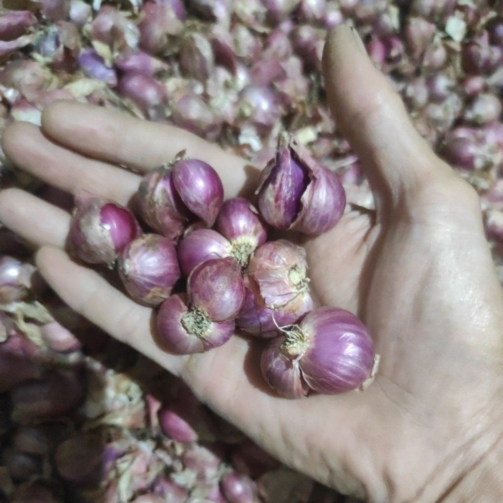 

Bawang Merah Lokal nganjuk size Campur besar sedang kecil kemasan 1kg