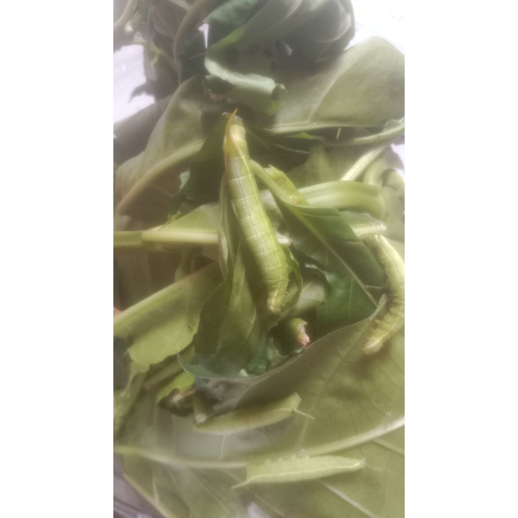 ulat pace / keket mengkudu harga per ekor