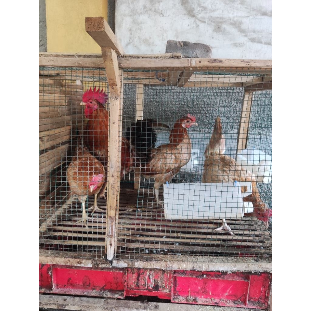 Telur tetas / fertil ayam elba