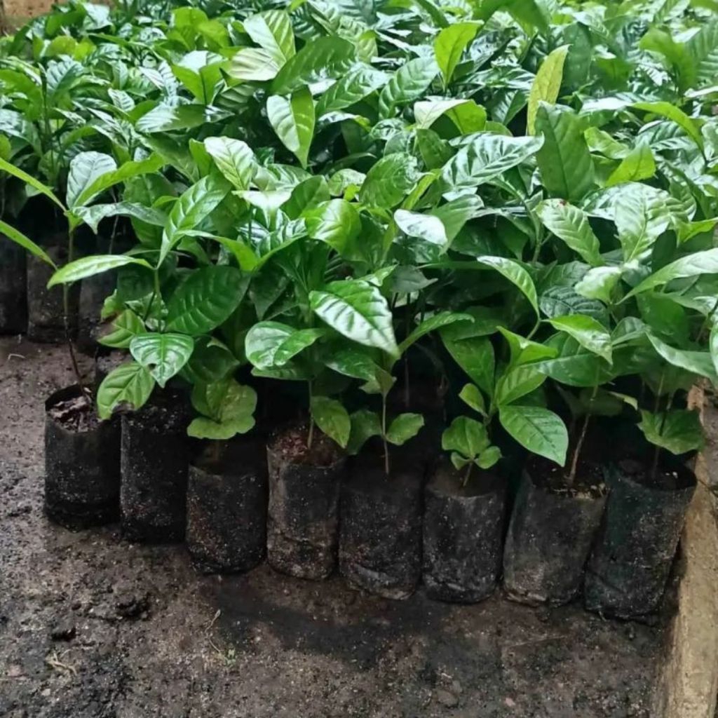 bibit kopi arabika unggulan