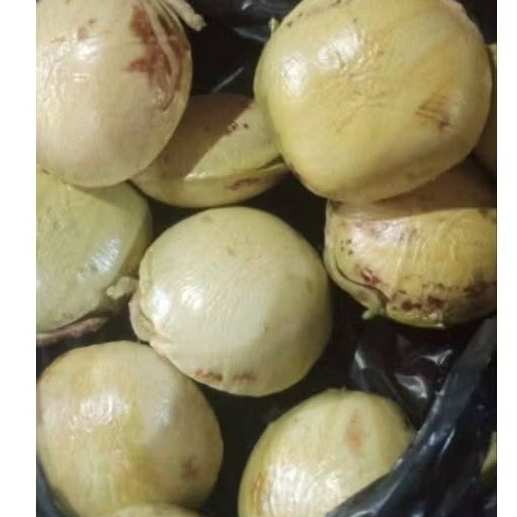 

jengkol tua fresh baru petik