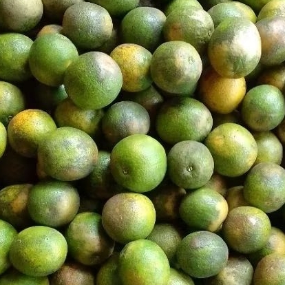

Ready-Jeruk Baby Java Malang Fresh 10Kg (size/kulit Mix)
