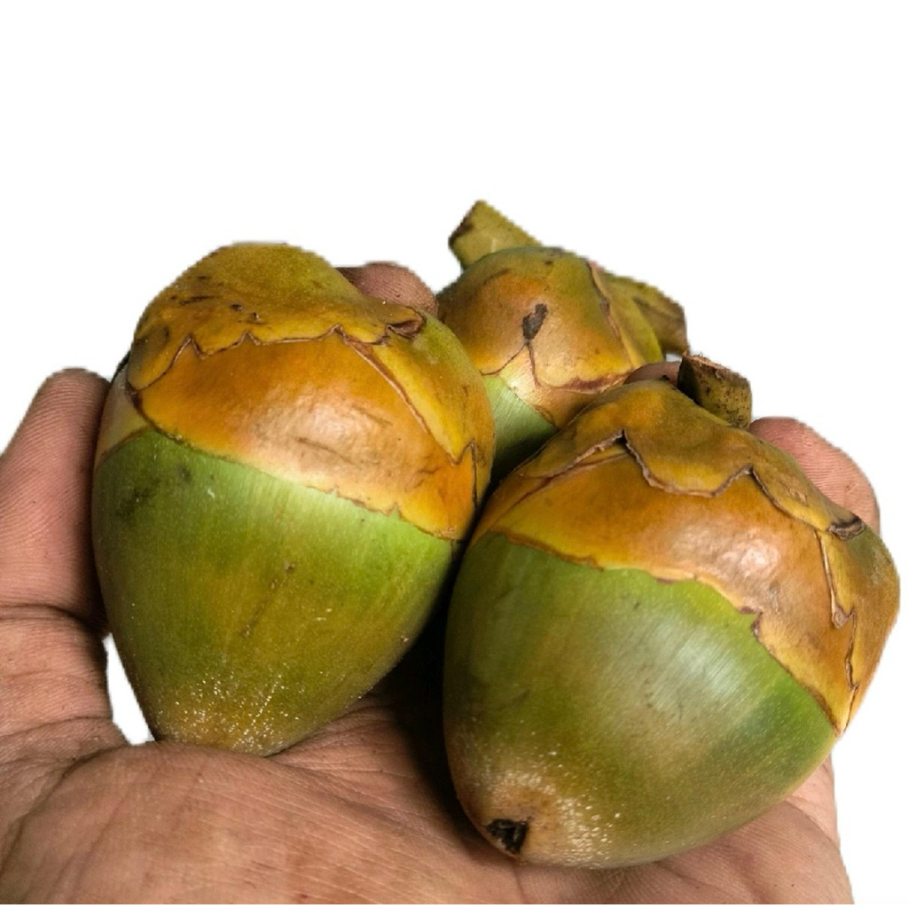 

Tembuluk keluluk kelapa kecil herbal kulit dan diabetes isi 10 biji