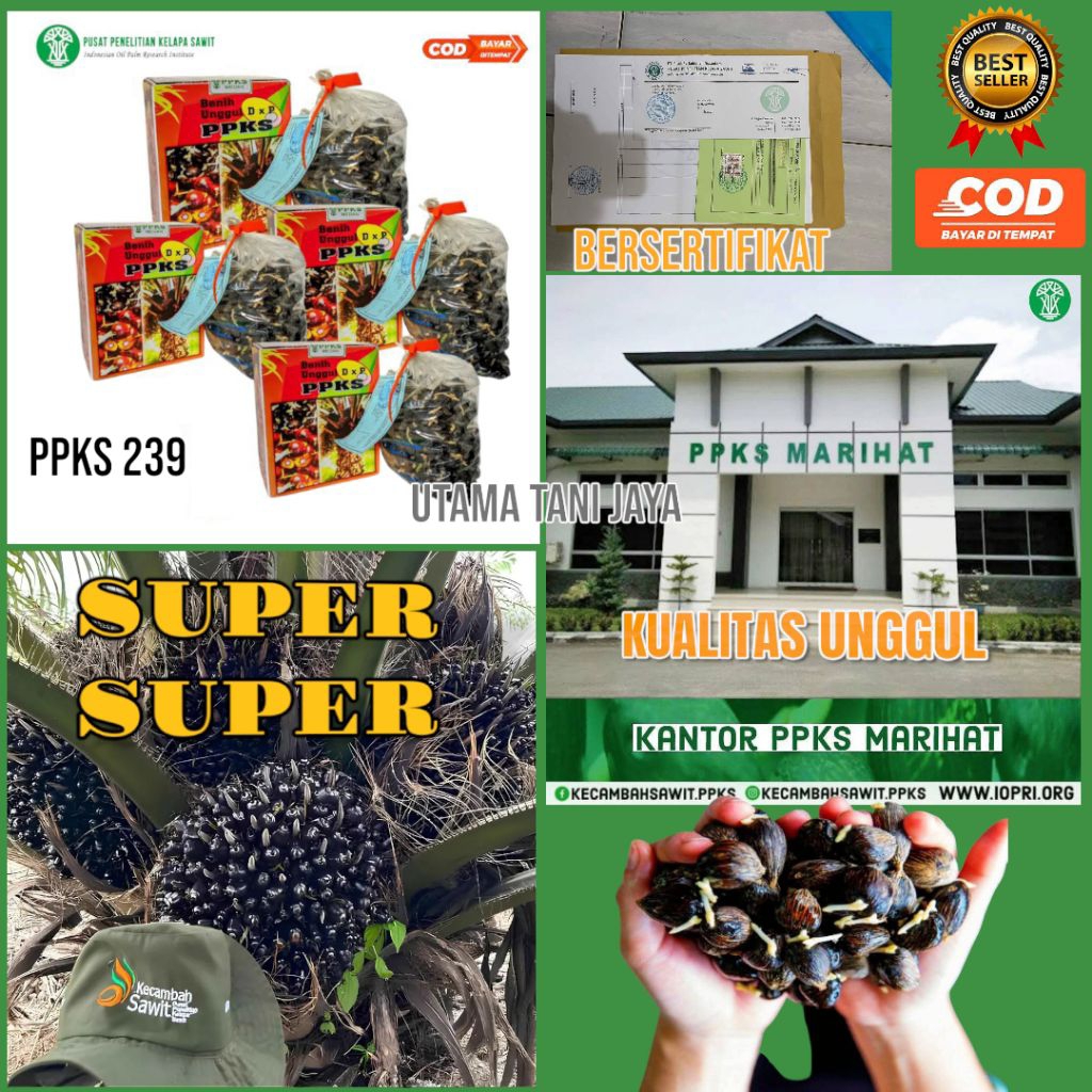 kecambah sawit PPKS MEDAN unggul PREMIUM bersertifikat