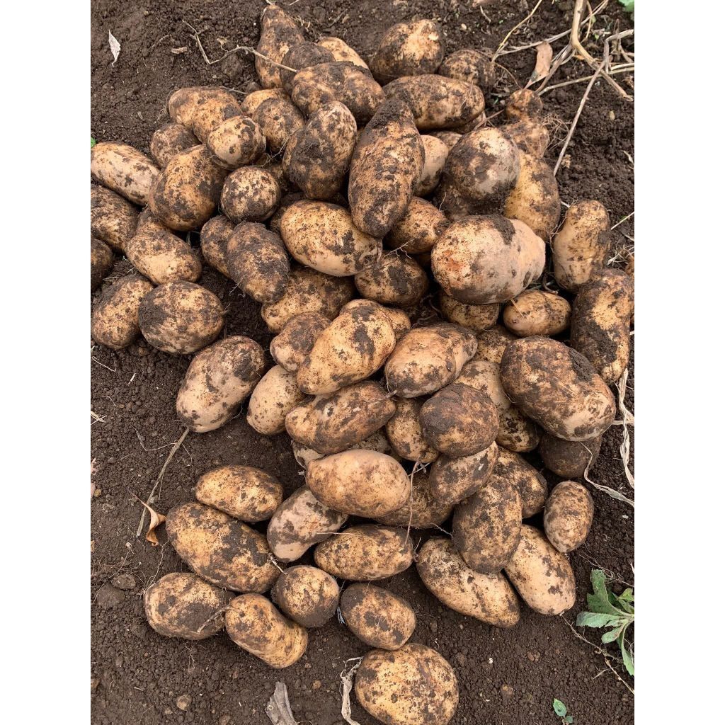 

Ketang KERINCI kentang best seller