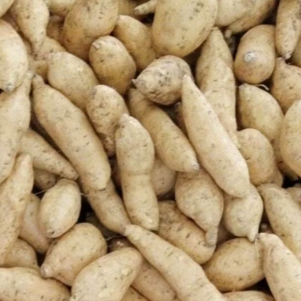 

Termurah UBI CILEMBU MADU Mentah Super Manis Fresh 1kg