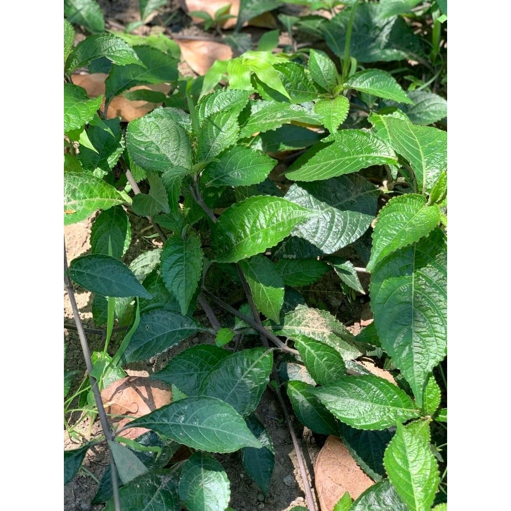 

1 kg daun keji beling / ki beling. pecah beling segar freeshh dadakan