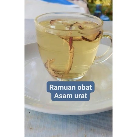 

ramuan asam urat asli jamu herbal mahkota dewa original tinggal direbus