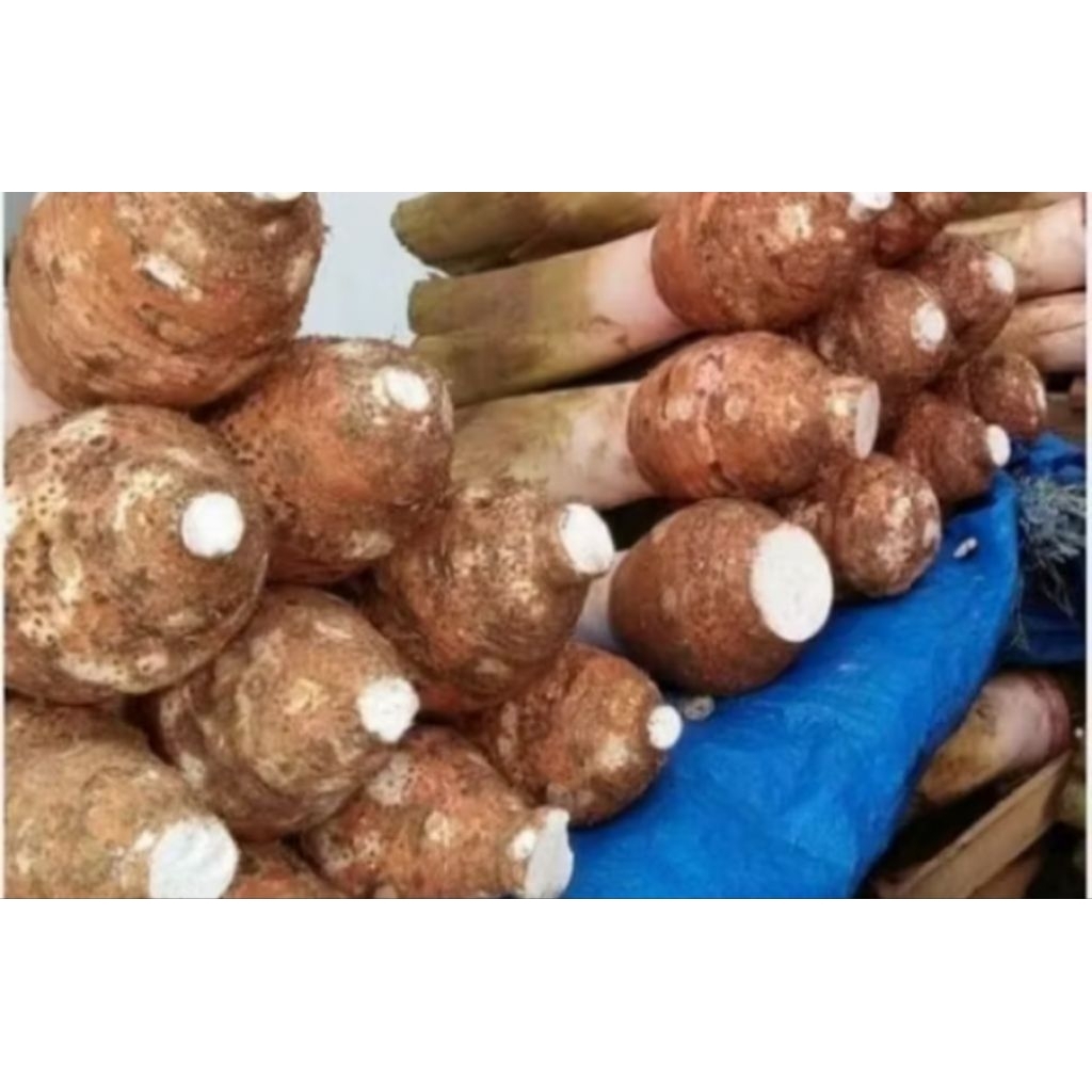 

Talas Bogor Asli 1Kg (Fres dari kebun)