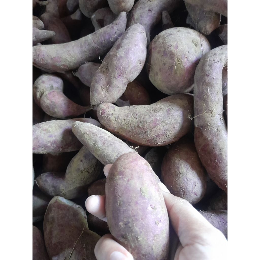 

[COD]1kg Ubi Ungu Rebus/Kukus