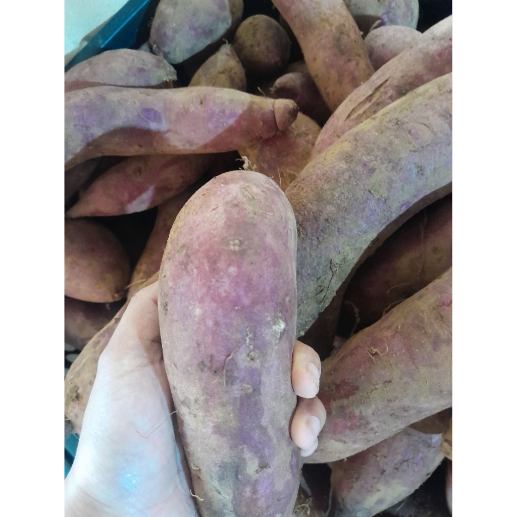 

UBI UNGU 1KG [Garansi]